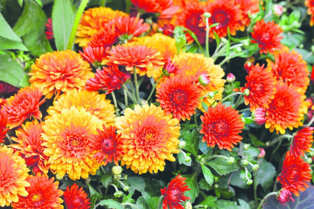 Garden Variety Can mums survive the winter? It depends on planting